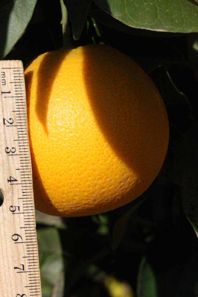              Fruit (Riverside, CA)       